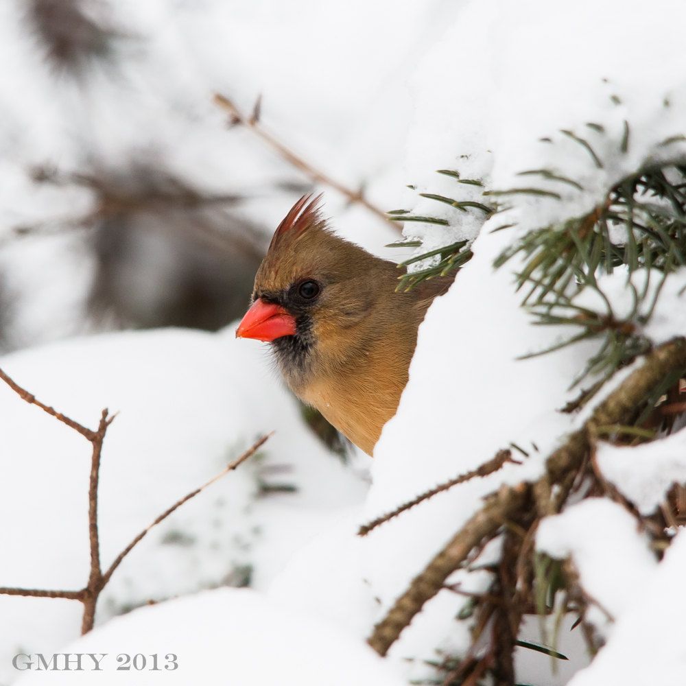 IMAGE: http://i607.photobucket.com/albums/tt158/GMHY/Winter%20shots%202013/20130209-IMG_3523_zps8e4e4319.jpg