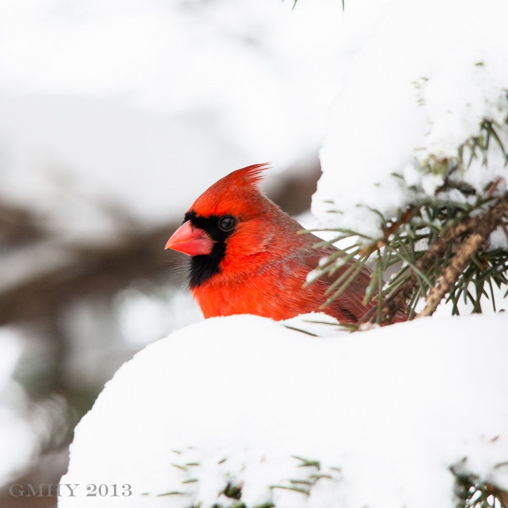 IMAGE: http://i607.photobucket.com/albums/tt158/GMHY/Winter%20shots%202013/20130209-IMG_3541_zpsdef432e4.jpg