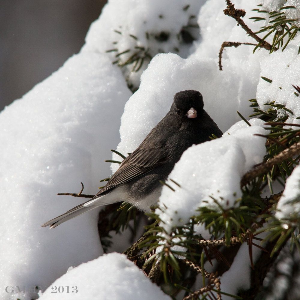 IMAGE: http://i607.photobucket.com/albums/tt158/GMHY/Winter%20shots%202013/20130209-IMG_3657_zps9a8ccc75.jpg