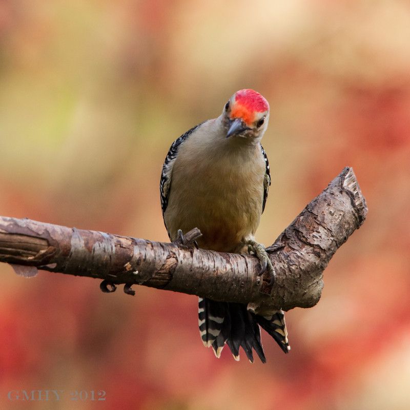 IMAGE: http://i607.photobucket.com/albums/tt158/GMHY/Woodpeckers/20121111-IMG_2999.jpg
