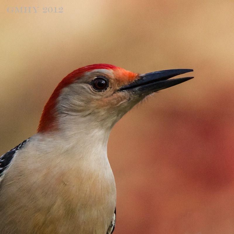 IMAGE: http://i607.photobucket.com/albums/tt158/GMHY/Woodpeckers/20121111-IMG_3003.jpg