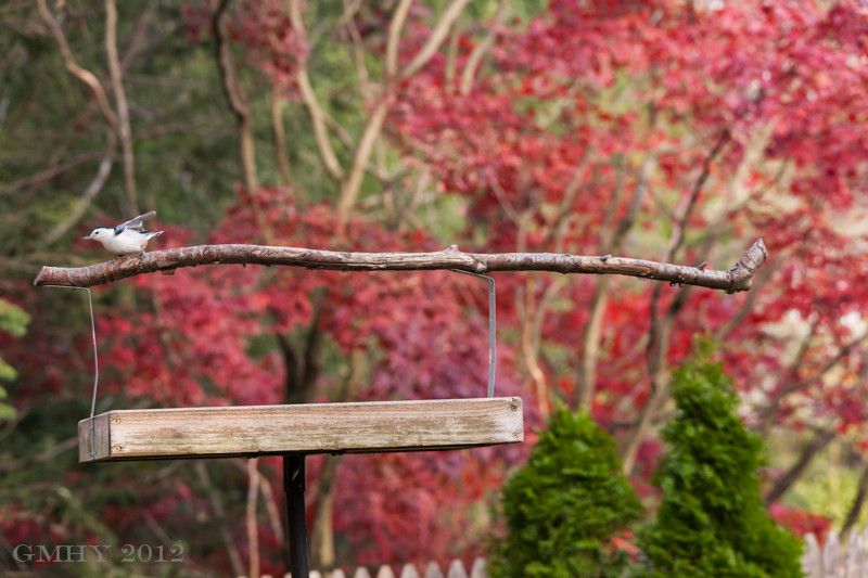 IMAGE: http://i607.photobucket.com/albums/tt158/GMHY/Woodpeckers/20121111-IMG_3040.jpg