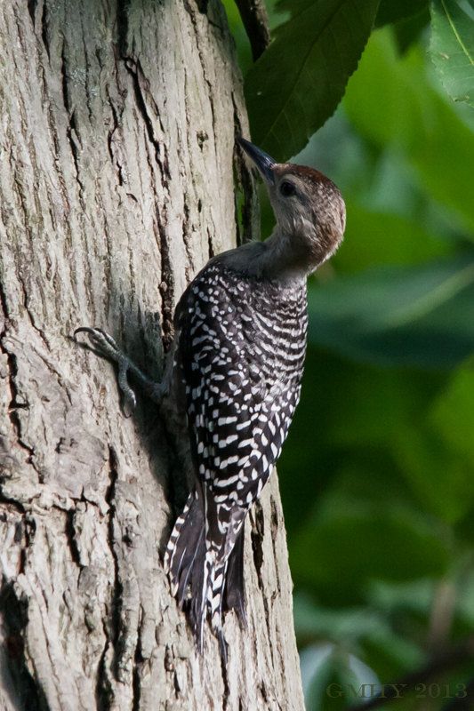 IMAGE: http://i607.photobucket.com/albums/tt158/GMHY/Woodpeckers/20130721-IMG_5178_zps2ffa19d3.jpg