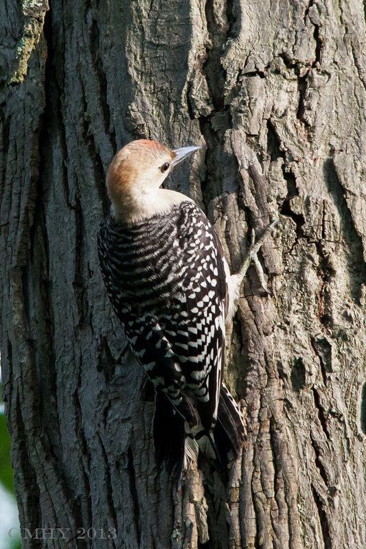 IMAGE: http://i607.photobucket.com/albums/tt158/GMHY/Woodpeckers/20130721-IMG_5181_zpsa275b01c.jpg