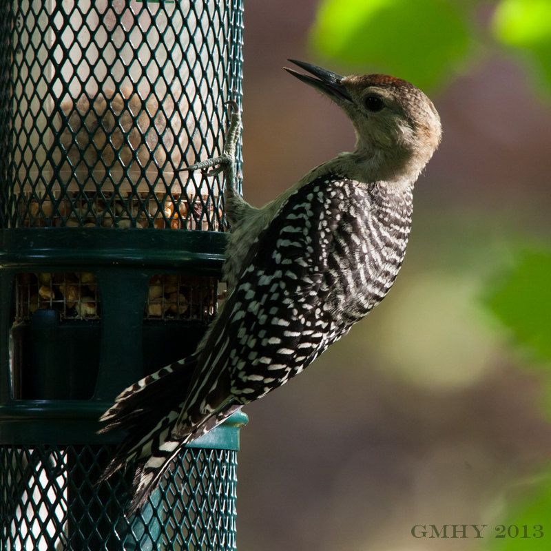 IMAGE: http://i607.photobucket.com/albums/tt158/GMHY/Woodpeckers/20130721-IMG_5211_zps2d66db44.jpg