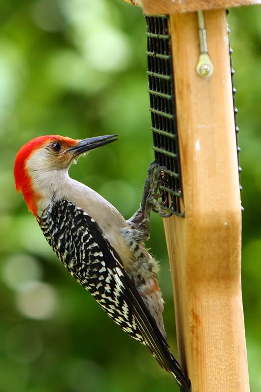 IMAGE: http://i607.photobucket.com/albums/tt158/GMHY/Woodpeckers/IMG_6437copy.jpg