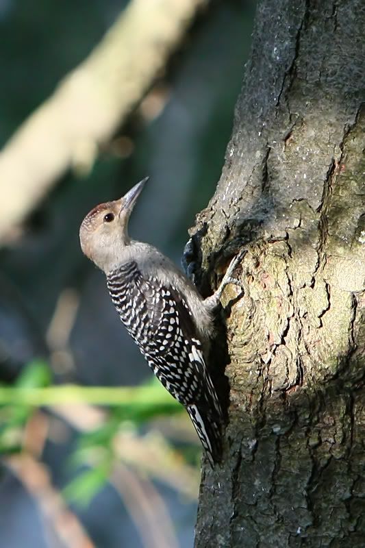 IMAGE: http://i607.photobucket.com/albums/tt158/GMHY/Woodpeckers/IMG_6606copy.jpg