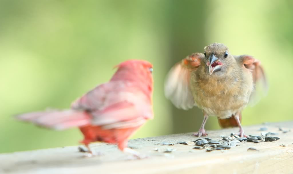 IMAGE: http://i607.photobucket.com/albums/tt158/GMHY/Young%20Cardinal/IMG_6634_cr_sm.jpg