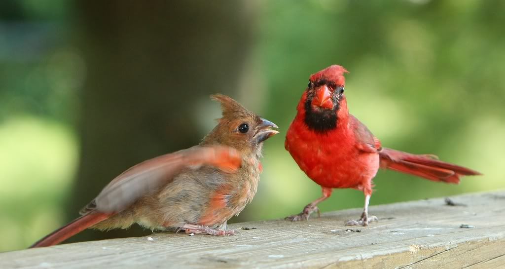 IMAGE: http://i607.photobucket.com/albums/tt158/GMHY/Young%20Cardinal/IMG_6642_cr_sm.jpg