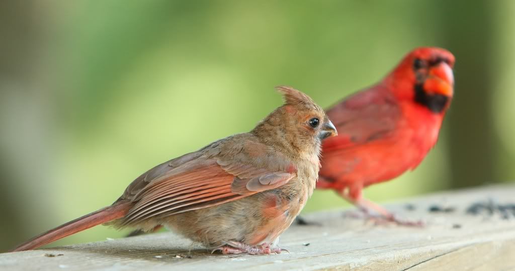 IMAGE: http://i607.photobucket.com/albums/tt158/GMHY/Young%20Cardinal/IMG_6646_cr_sm.jpg