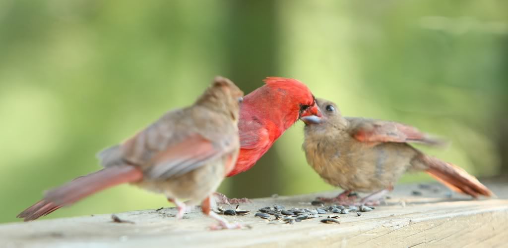 IMAGE: http://i607.photobucket.com/albums/tt158/GMHY/Young%20Cardinal/IMG_6649_cr_sm.jpg