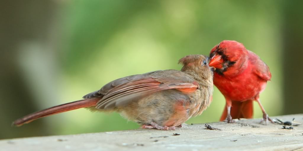 IMAGE: http://i607.photobucket.com/albums/tt158/GMHY/Young%20Cardinal/IMG_6655_cr_sm.jpg