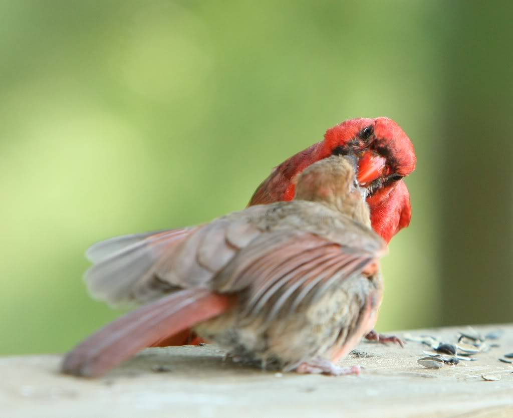IMAGE: http://i607.photobucket.com/albums/tt158/GMHY/Young%20Cardinal/IMG_6659_cr_sm.jpg
