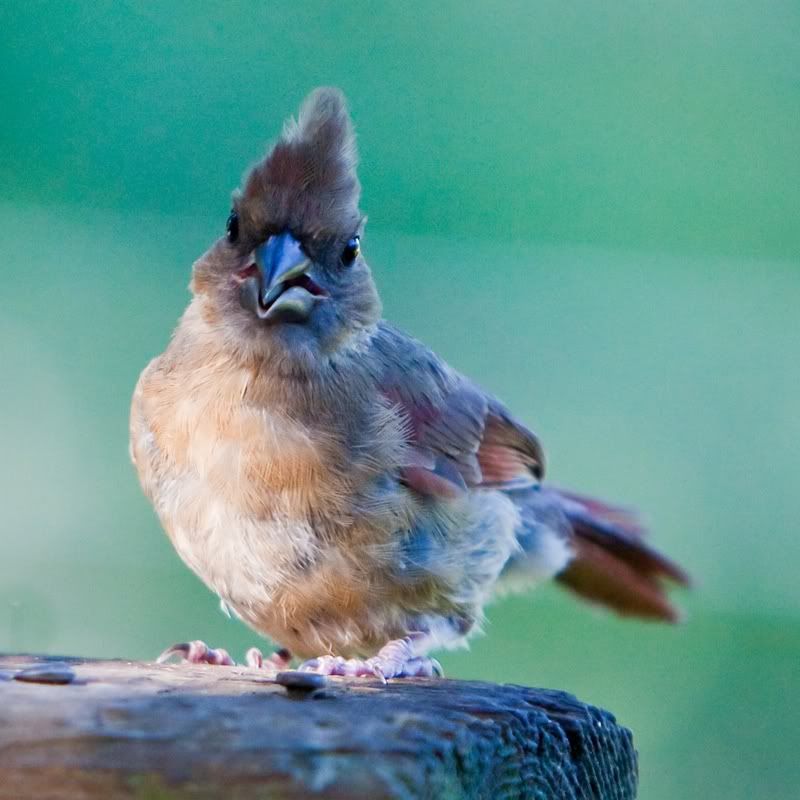 IMAGE: http://i607.photobucket.com/albums/tt158/GMHY/Young%20Cardinal/IMG_6801-Modifier_sm.jpg