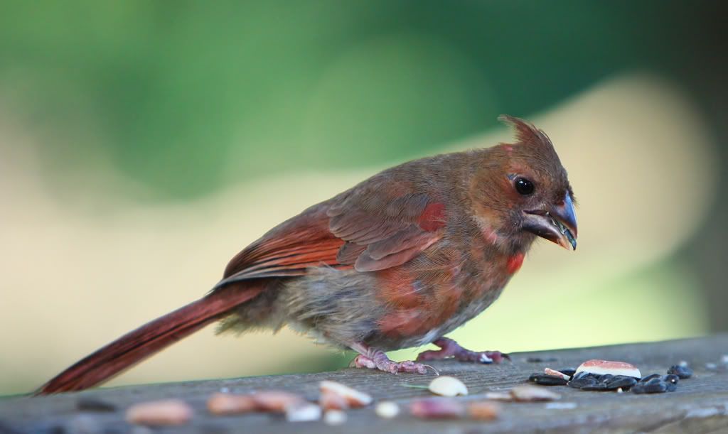 IMAGE: http://i607.photobucket.com/albums/tt158/GMHY/Young%20Cardinal/IMG_6835_cr_sm.jpg