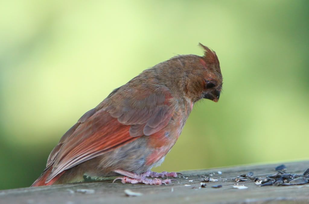 IMAGE: http://i607.photobucket.com/albums/tt158/GMHY/Young%20Cardinal/IMG_6841_cr_sm.jpg