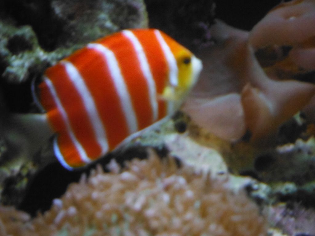 peppermint angelfish for sale