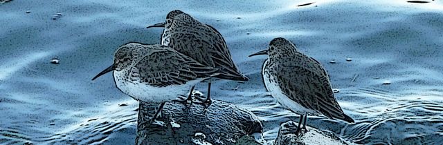 Dunlin photo Birds-038-1_edited-2_zpsdybheit3.jpg