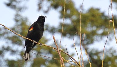 Red Winged Blackbird photo Chambers-Bay-Spring-2013-01_zps15e7d926.jpg