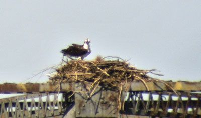 Female Osprey gets nest ready for this season. photo Chambers-Bay-Spring-2013-24_zps4c0435b0.jpg