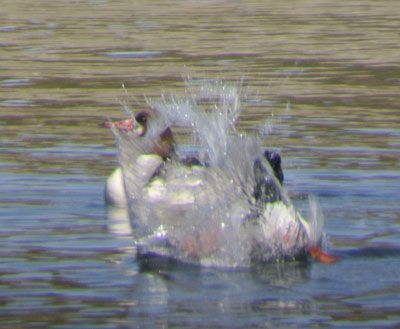 I think the Merganser didn't like my comment about his wives. photo Chambers-Bay-Spring-2013-26_zpsafefaf17.jpg