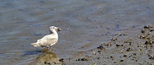 This gull is keeping clam. photo Chambers-Bay-Spring-2013-28_zps95edc3cd.jpg