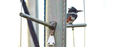 Female Kingfisher photo P1010687_zpskayos0dc.jpg