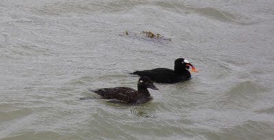 M and F Surf Scoters  photo Surf-Scoters_zps3uy3zd2d.jpg