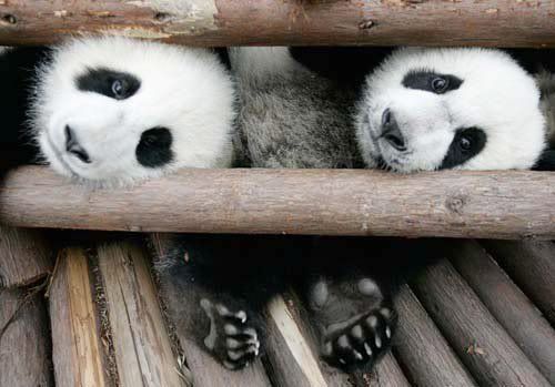 panda Pictures, Images and Photos