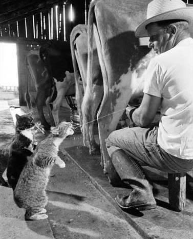 cat-drinking-milk-from-cow-utter.jpg