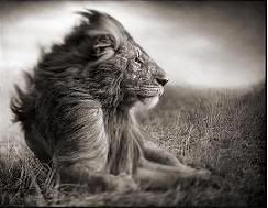 lion Pictures, Images and Photos