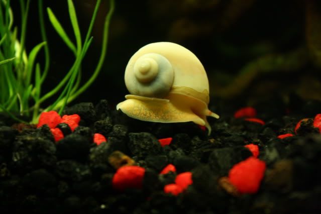 Ivory Mystery Snail