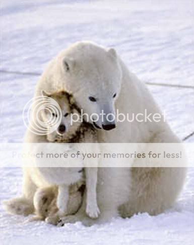 polar-bear-funny-dog-death-hug.jpg